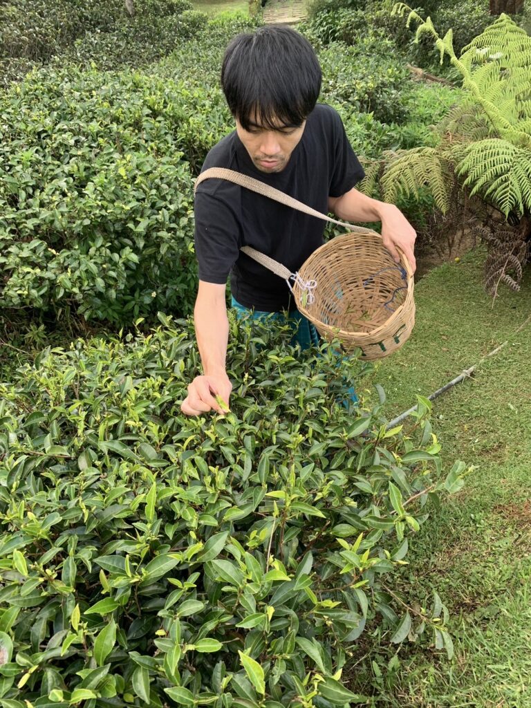 茶摘み体験