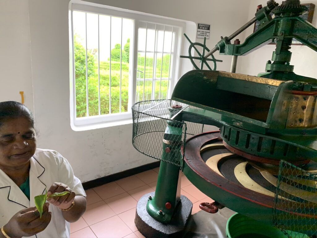 乾かした茶葉をすりつぶす