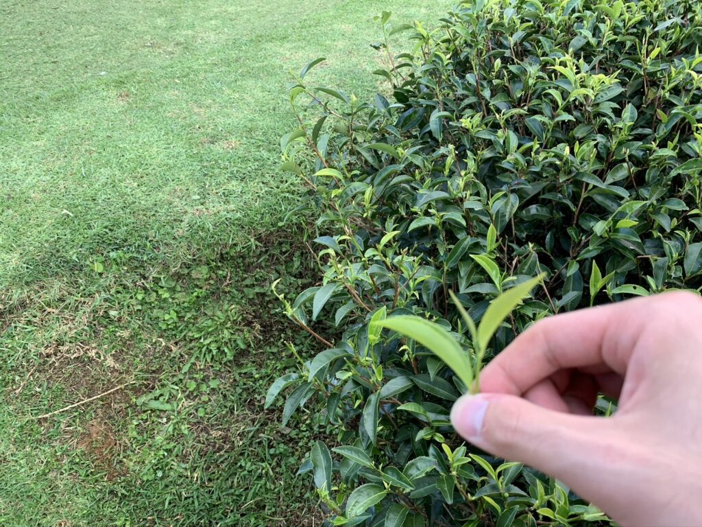 摘み取った茶葉
