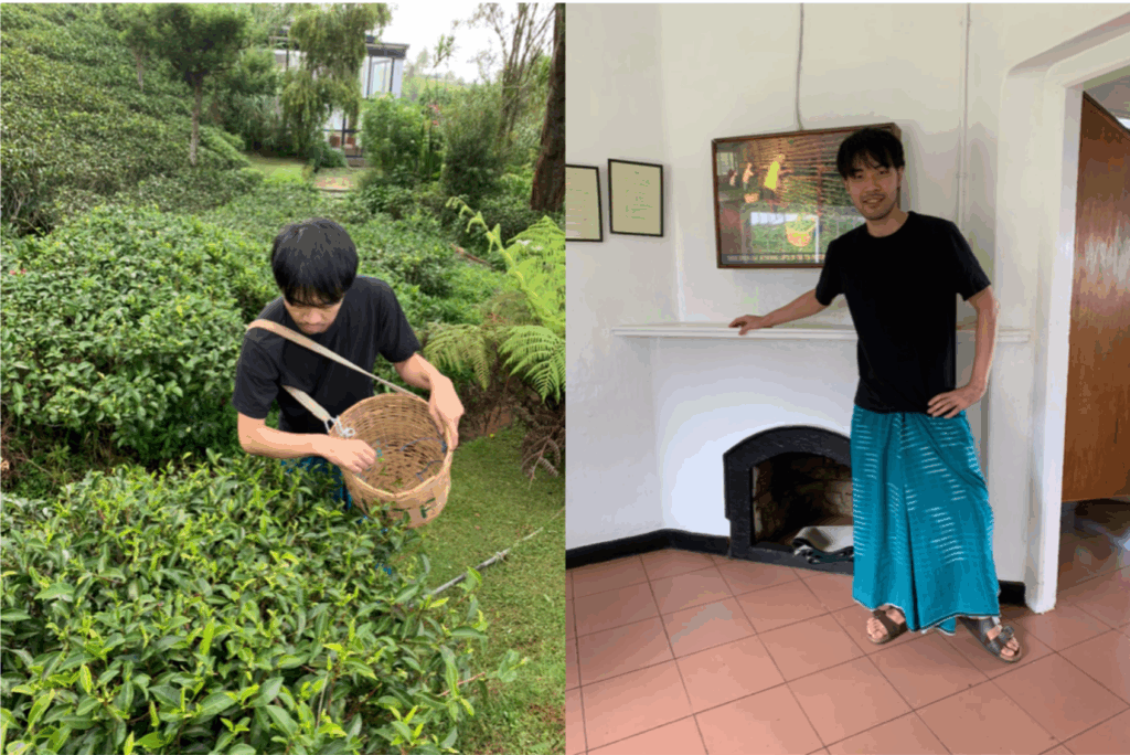 茶摘み体験の様子